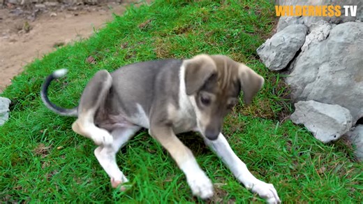 Poor rescue puppies needed a safe place tonight… then the pond started draining
