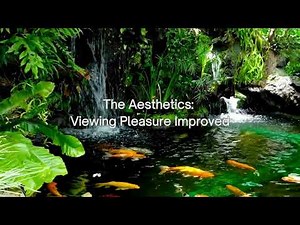 Revitalizing Koi Ponds with Nanobubble Technology | Nano Infusion Technologies