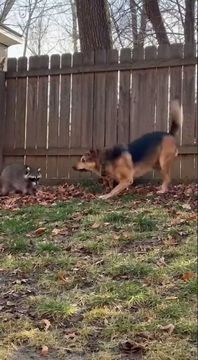 Heroic Dog Saves Cat from Attack