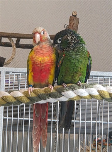 Understanding Bird Drama: A Conure's Tale
