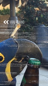 113K views · 489 reactions | Bird's got skills!  | Try Not to Laugh | Facebook