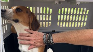Ce beagle de labo ne veut pas nous regarder lorsque nous ouvrons sa cage... et Diego et Ilaria n'ont plus envie de nous aider ! La libération de Fergus, le dernier des 6 beagles issus de l'expérimentation animale qui viennent d'arriver à la Maison des Beagles Libres, va être longue et compliquée. Nous avons déjà vécu quelques tensions avec les précédents, et notre BoBoy Diego le soi-disant libérateur se repose, caché derrière la cage de celui à qui nous voulons maintenant faire découvrir la libe