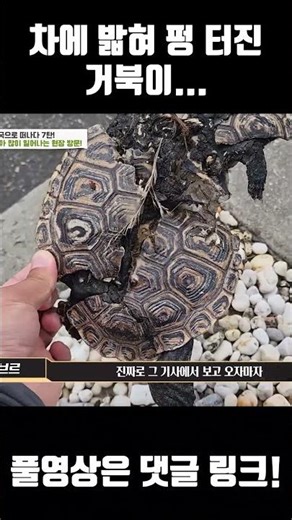 산란하러가다 펑 터져버린 거북이 심각하다
