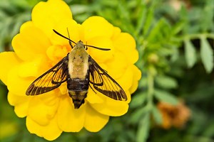 Snowberry Clearwing Moth