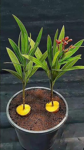 How to grow Oleander flower from cuttings | Easy method you will never fail