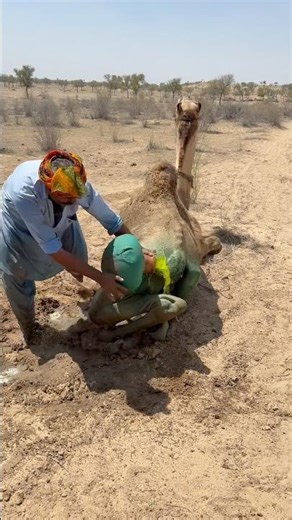الراعي يغسل الجمل بالماء في محاولة لتنظيفه وتبريده تحت حرارة الصحراء