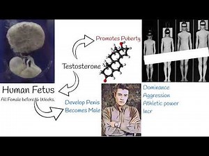 Testosterone and Masculinity - Does Alpha males have Higher Testosterone?