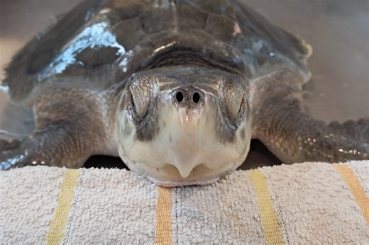 Saphira, la rarissima tartaruga di Kemp salvata in Costiera Amalfitana: “Faremo di tutto per riportarla in mare”