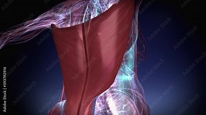 Female Muscular Latissimus Dorsi 4k