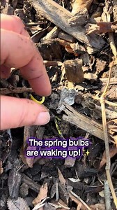 My first spring bulb planting - so excited to see them get started! 🥰🌷🪻#gardening #springflowers
