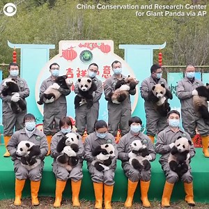 12K views · 1.2K reactions | PANDA PARTY: 25 panda cubs made their public debut as part of an early celebration of the upcoming Chinese New Year in China. On Thursday (1/23), caretakers at two different panda bases took group photos with the youngsters and watched as they played with festive decorations. Caretakers also applied dragon fruit to their feet to leave a paw print on a special display. | CBS Newspath | Facebook