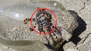 Unaware Woman Holds Highly Dangerous Blue-Ringed Octopus in Bali