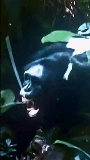 David Attenborough: #ChimpEmpire #nature #documentary #educational #omg #netflix #chimps #uganda