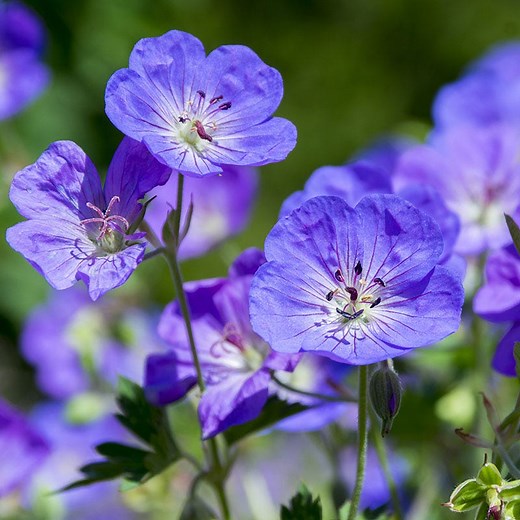 Geranium Rozanne, Rozanne Hardy Geranium | High Country Gardens