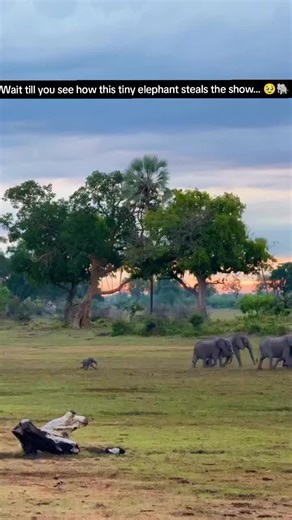 Tiny Elephant’s First Big Adventure 🐘🥹 | Cutest Baby Elephant Moments EverTiny steps… BIG adventures 🐘✨ This little elephant is melting hearts everywhere 💕 Follow for more wholesome animal moments!#babyelephant #cuteanimals #animalsoftiktok #fyp #foryoupage