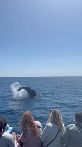 More whale action on this afternoon’s 12:30 departure!! #newfoundland #whalewatching #whalewatchingnewfoundland #whales #travel #destination #newfoundlandandlabradortourism #wildlife #canada #visitcanada #atlanticcanada #stjohns #orcawhale #boattour #sustainabletourism #humpback #tour | Gatherall's Puffin Whale Watch