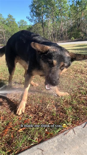 Training Tips for German Shepherd Puppies