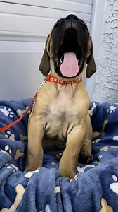 Adoption pending 🐾 ADOPT MAGNUS! 🐾 Meet Magnus, a stunning fawn Cane Corso puppy with a heart of gold 💛 This little guy is a total cuddle monster who wants to be with his people all the time. He loves toys, kids, and would do best with another dog in the home. Magnus is looking for a committed family that understands the Corso breed and can give him the structure and love he needs to thrive. Whether you’re ready to adopt or want to foster, this sweet boy is ready to melt into your arms! 📍 AZ