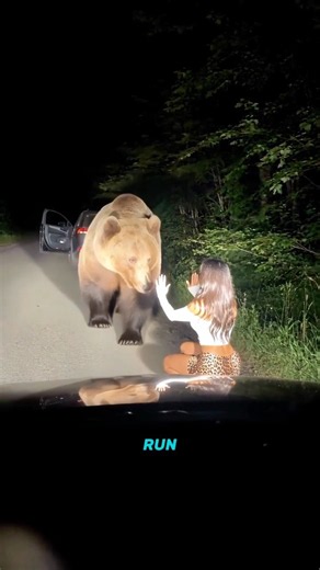 What If You Meet a Bear? 🐻 Here’s What to Do