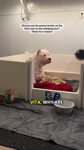 The peanut butter on the floor is there because we keep it open,ready, and offer it to Vita our XL House Hippo—-throughout labor! Especially slumped over 🤣 This girl is just making herself comfortable. It gives her the protein and sugar boost she needs that can quickly get depleted when birthing puppies. It’s one of her favorite treats so we just let her have it as she wishes! I will also sometimes mix it with a mashed banana and pumpkin and freeze little balls of peanut butter so if she’s hot 