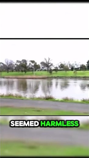 Hawk Crashes Family BBQ with Snake in Its Talons!