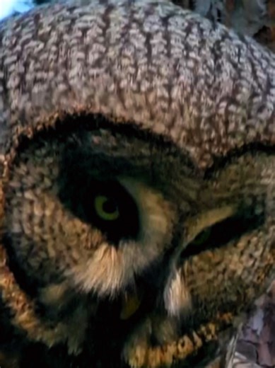 The Owl – Nature’s Ghost #owl #wildlife #biology #birdofprey #bird