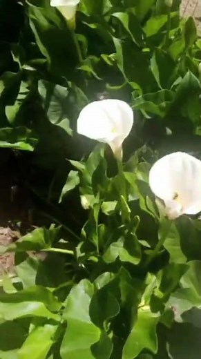 Elegant White Calla Lily Flowers 🤍🐦 | Peaceful Garden Beauty #CallaLily #BirdSinging**