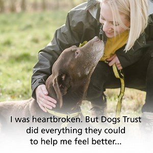 252K views · 2.4K reactions | We take in hundreds of elderly dogs just like Grandpa Blue throughout the year, and your donations make it possible.  Please help us mend more broken hearts like his ➡️ https://bit.ly/2ImuBal | Dogs Trust | Facebook