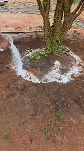 Fertilization I used 800g of dolomitic limestone filler; 400g of super triple; 300g of urea and 400g of potassium chloride. Repeat this fertilization three times a year. Come with me. #agro #field-001 #country #interior | LLja Snodgrass