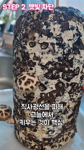 Growing Shiitake Mushrooms (4th Grade Elementary Science Experiment)