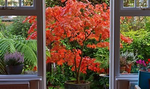 Alan Titchmarsh explains how to prune an Acer tree