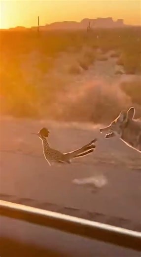 Coyote Chasing a Rooster – Real Footage Shot on Phone