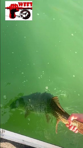 By by.. #fishing #pikefishing #pikeflyfishing #release #pike