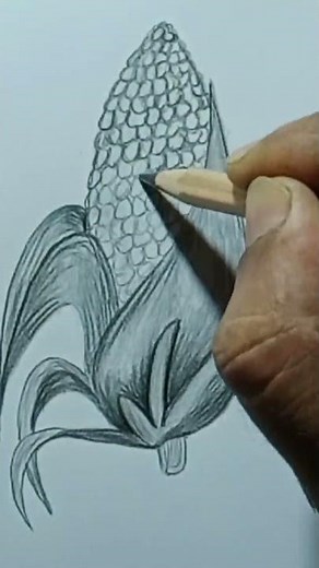 corn cob drawing | How to draw corn easy | how to draw corn step by step