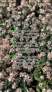 We’re here to help! These 3 tips are essential to growing healthy asters and enjoying their flowers summer through fall. There are a few possible reasons your asters aren’t thriving: 🚿 Overwatering 🌥️ Lack of sunlight 🪏 Over-fertilizing 🍃 Garden pests If you’re wondering what to do with your asters once they’re spent, it’s totally up to you. Asters do well when cut back in the fall, AND left standing over winter. The choice is yours, but the local birds do appreciate the extra food from the 