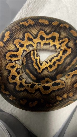 Black Head Power!! | Ball Pythons 101