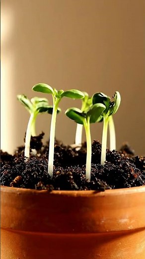 Growing Basil From Seed Time Lapse – 40 Days