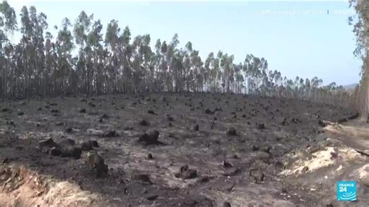 Incendies maîtrisés au Portugal : au moins 5 morts et 100 000 hectares brûlés
