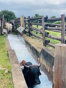 428K views · 10K reactions | Cattle Dipping | Agriculture LIFE Media | Facebook