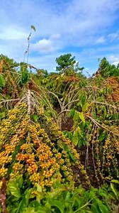 Kopi robusta lancuran banyak yang merunduk namun buah menggiurkan | Coffee Farming