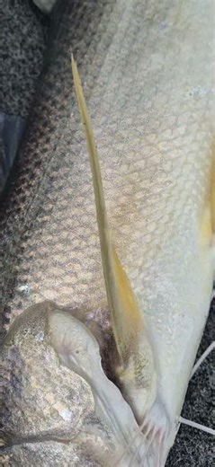 thread fin is one of my favourite eating fish! 😋