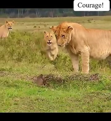 Mongoose vs. Lions | BrushBuck Wildlife Tours, Inc.