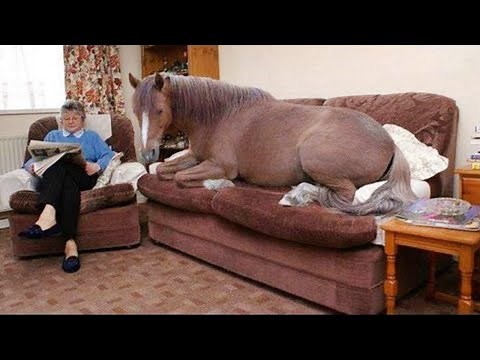 Horses Being Dramatic & Weird - Funniest and Cutest Horse