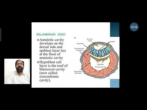 6. Formation of extraembryonic mesoderm and coelom & bilaminar disc