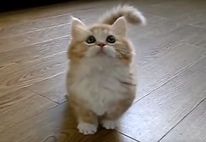 343K views · 638 reactions | ATTENTION CAT OWNERS: PLEASE READ...