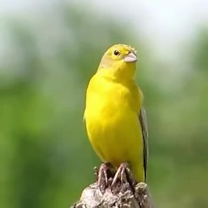 2.1K views · 154 reactions | Western Yellow Wagtail (Motacilla flava) | BIRDS & Nature | Facebook