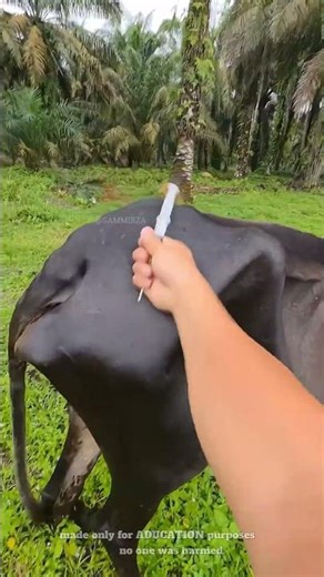 This doctor gives injections in a unique way.