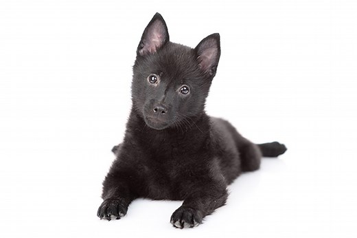 Schipperke Puppies For Sale In Ballston Spa, NY