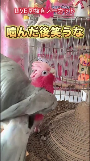 【謝る鳥】噛んで謝ったけど…低い声で笑うの何⁉︎ #喋る鳥 #噛む鳥 #インコ動画 #低い声で笑う鳥 ↓うんち動画も見てね♡ https://youtube.com/shorts/eXWPoD6NBsY?si=zObjLBYvah4blBkv ちゃーちゃんに興味のある方は以下もご参考まで♪、 ⭕️次回グッズ販売会📢😊 ⭐️鳥フェス沖縄 3/20.21（金土） 沖縄産業支援センター 1階 観光物産展示場 ⭐️🎂ちゃーちゃん２６歳バースデーイベント 3/22（日）〜3/28（土） ⭐️鳥フェス金沢【確定】 5/16.17（土日） 金沢勤労者プラザ ⭐️鳥フェスの大阪【確定】 6/20.２１（土日） ⭐️鳥フェス静岡【確定】 6/27.28（土日） ⭐️鳥フェス浅草 夏【確定】 7/4.5（土日） ⭐️尾張文鳥博 名古屋【確定】 7/18.19（土日） ⭐️ゆうさんのやおやさん（未定） 京王線代田橋駅前 ⭐︎鳥フェス仙台【終了】 3/7.8（土日） 仙台市中小企業活性化センター 多目的ホール ♡ご当地限定商品もあるので遊びにきてね♡ 時間などの詳細は、#鳥フェス で確認してね♡ 毎日T