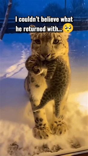 HE WAS FREEZING IN THE SNOW… THEN THIS HAPPENED ❄️🐆